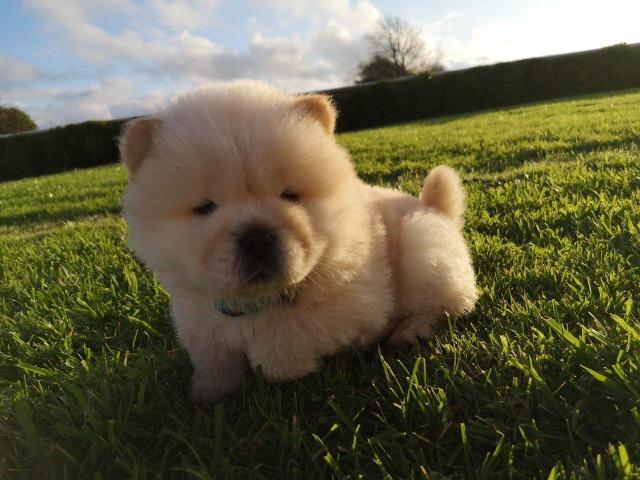 Chow-chow ligue para adquirir conosco - Foto 2