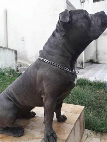 Filhotes cinza macho 500 reais ate 12x no cartao - Foto 6
