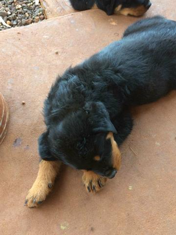 Lindos filhotes raça rottweiler.para venda. - Foto 3