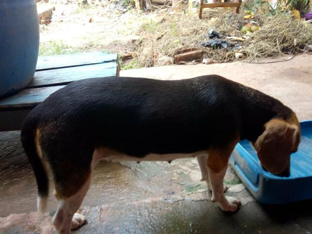 Vende -se casal de Beagle com pedigree - Foto 3