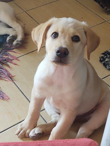 Labrador