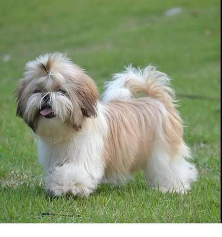 Os mais belos bebês de shihtzu com qualidade e microchip - Atendimento personalizado