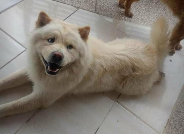 Chow Chow Creme Em Breve - Foto 5