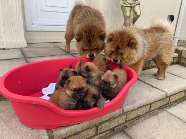 Chow-chow ligue para adquirir conosco *
