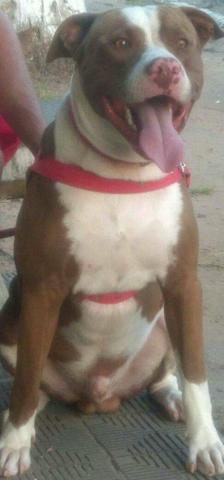 Filhotes pit bull - Foto 2