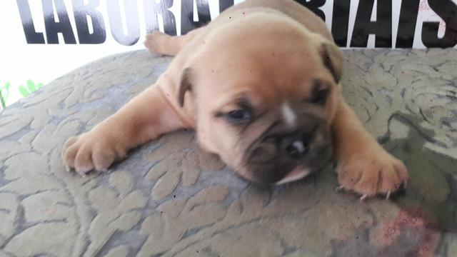 Filhote de cachorro