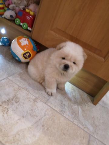 Chow-chow ligue para adquirir conosco