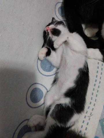 Adocao de gatinho - ler todo o anúncio - Foto 5
