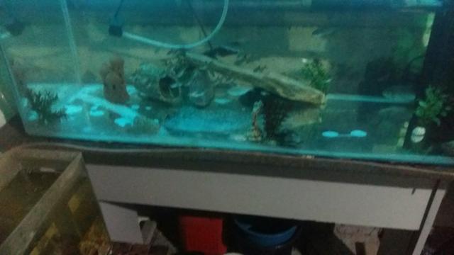 Aquario