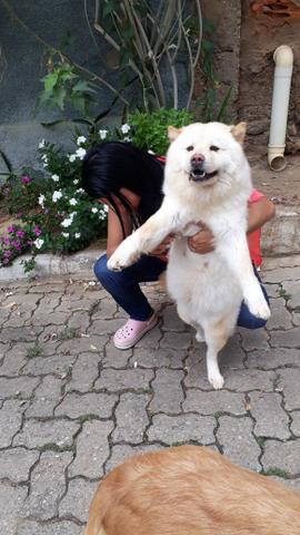 Chow Chow Creme Em Breve