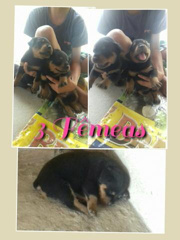 Vendo três Rotwailler fêmeas - Foto 2