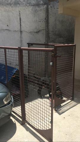 Canil para Pit Bull
