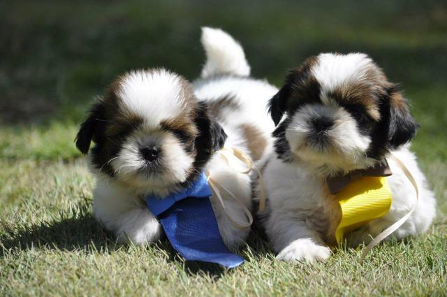 Shih Tzu Excelentes em canil legalizado.Documentados - Foto 3