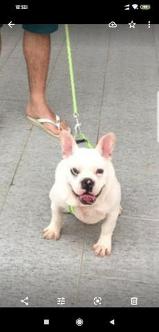 Bulldogs Franceses