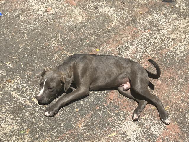 Pitbull monster (blue nose)