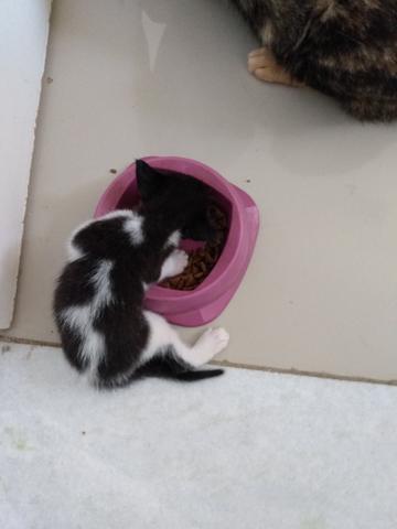 Adocao de gatinho - ler todo o anúncio - Foto 3