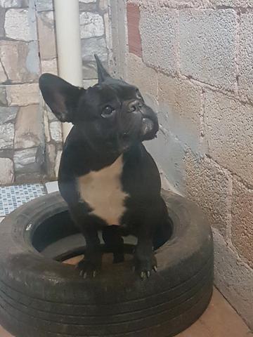 Buldog frances - Foto 6