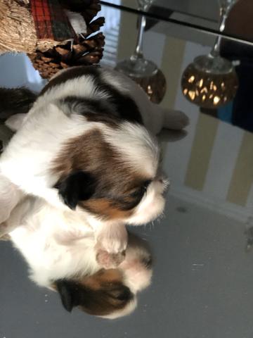 Shih Tzu - Foto 2