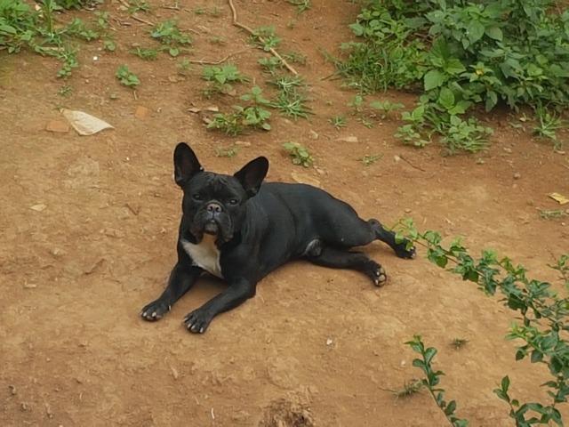 Buldog frances