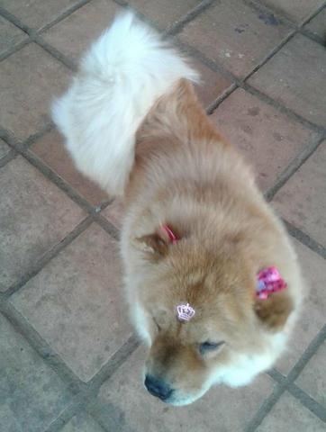 Filhote de Chow Chow