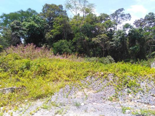 Terreno à venda em Saguaçú, Joinville cod:1404 - Foto 4