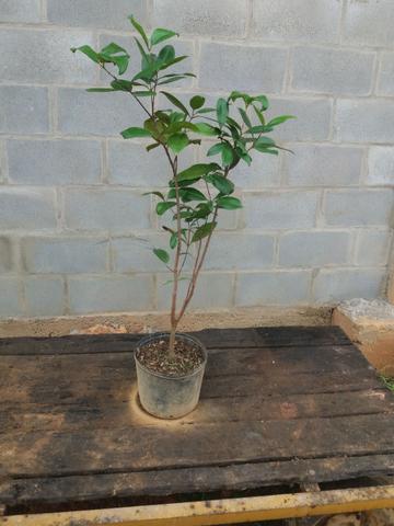 Vendo plantas frutíferas - Foto 2