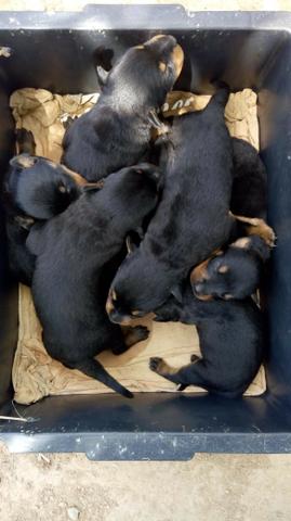 Cachorros - Foto 2