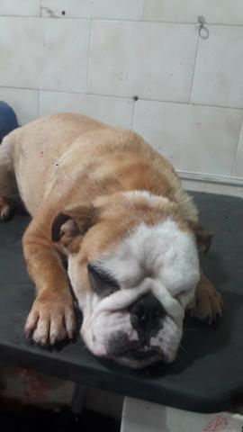 Bulldog Francês - Foto 4
