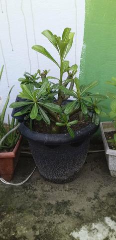 "plantas do céu". vendo - Foto 2