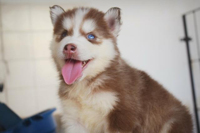Vendo filhote de Husky Siberiano com pedigree - Foto 5