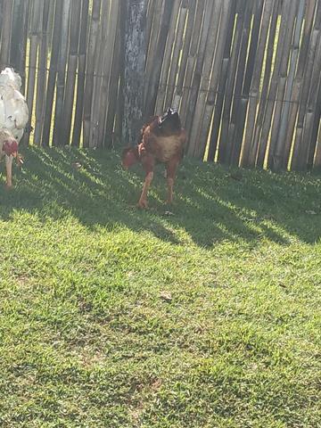 Frango de topete - Foto 2