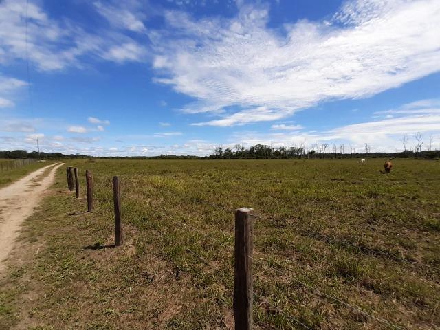 Fazenda com 160 hectares em Mucajai/RR, ler descrição do anuncio - Foto 18