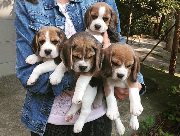 Beagle Filhote Minni com Pedigre e Garantia de Saúde