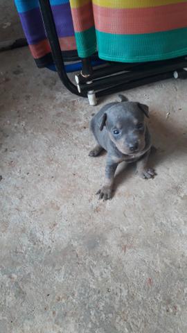 Pinscher filhotes