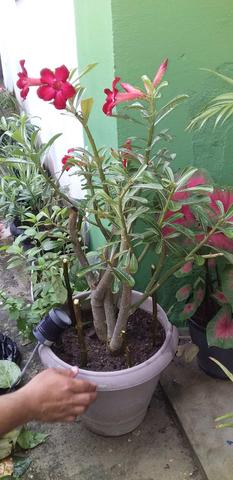 "plantas do céu". vendo - Foto 3