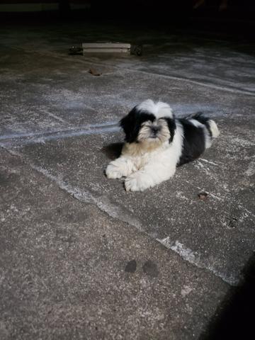 Shih tzu - Foto 4