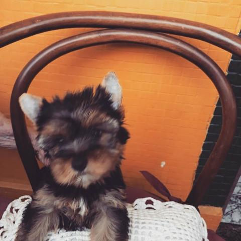 YorkShire Terrier - fêmeas