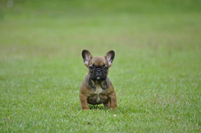 Bulldog francês filhotes em canil com qualidade e estrutura - Foto 4