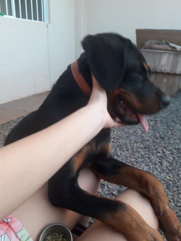 Vendo filhote de Rottweiler - Foto 5