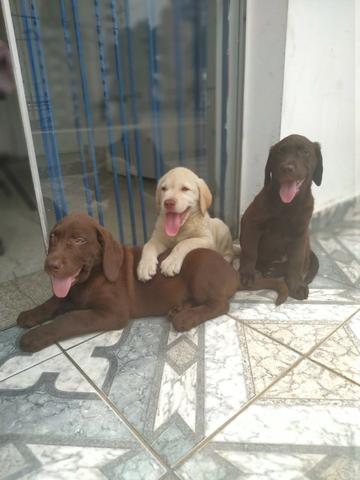 Labrador chocolate/amarelo/preto, machos e fêmeas com garantias e suportes exclusivos - Foto 3