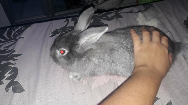 Coelho anão - Foto 3