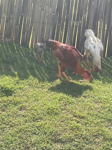 Frango de topete - Foto 3