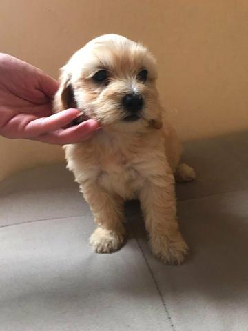 Vendo filhotes de poodle com maltês - Foto 6