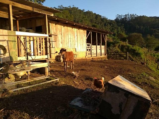 Sítio tifa bom Jesus reflorestamento - Foto 10
