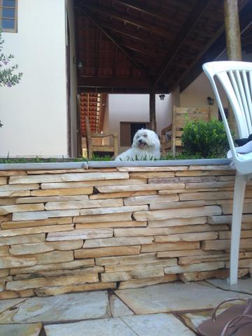 Maltês - Foto 5