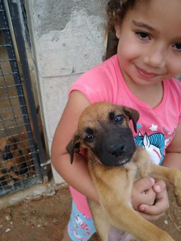 Cachorro vira lata doação - Foto 2