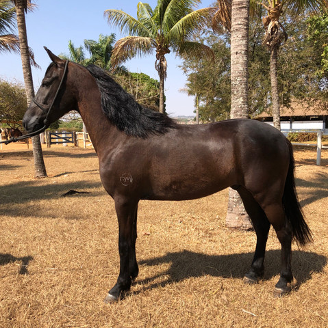 Cavalo Manga Larga Marchador