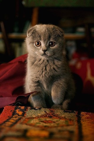 scottish fold