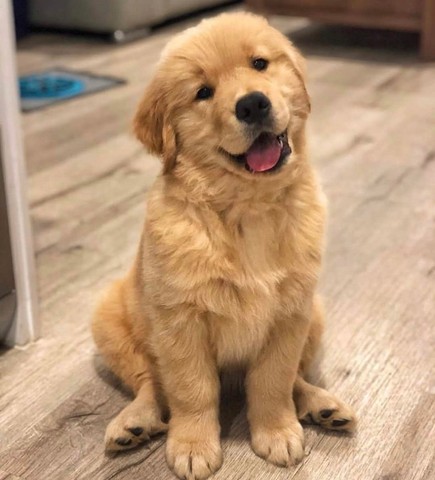 Golden Retriever filhotes 