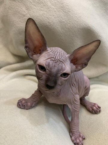 sphynx